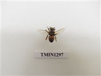 藏品(義大利蜂)的圖片